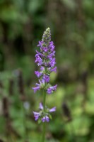 Stachys officinalis 'Hummelo' common hedgenettle