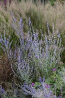 Perovskia atriplicifolia 'Little Spire' Russian sage