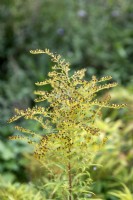 Solidago 'Golden Mosa' Golden rods