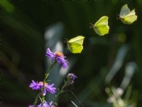 Gonepteryx rhamni - Brimstone butterfly  flight sequence  September Autumn
