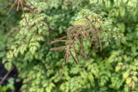 Aruncus 'Horatio' goatsbeard gone to seed