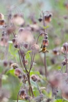 Common carder bee - Bombus pascuorum on a Geum rivale - water avens flower