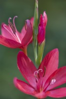 Hesperantha coccinea 'Lipstick' flowering in Autumn - September