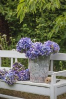 Blue purple Hydrangeas displayed in metal bucket on painted wooden bench with secateurs and string