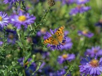 Comma Butterfly Polygonia c-album on Michaelmas daises in early autumn