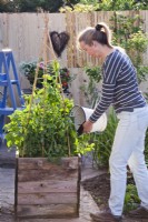 Woman adding compost to container with sweet peas - Lathyrus latifolius to improve growing condition.