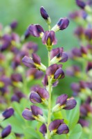 Baptisia 'Dutch Chocolate', false indigo.