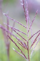 Detail of opening flower-head of grass Miscanthus sinensis 'China'.