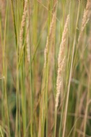 Calamagrostis acutiflora 'Karl Foerster',
feather reed grass