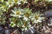 Filago pygmaea, spring May