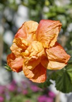 Hibiscus rosa-sinensis Tropic Star, summer July