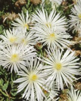 Lampranthus aurantiacus, summer July