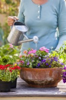 Woman watering newly-planted' bedding flowers in terracotta container - Calibrachoa, Lobelia, Euphorbia,, Vinca and Bacopa. Watering.