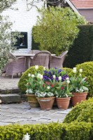 Terracotta pots planted with spring bulbs displayed in courtyard.