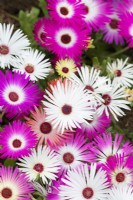 Cleretum bellidiforme - Livingstone Daisy