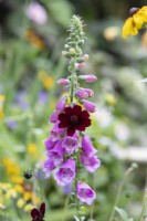 Cosmos atrosanguineus and Digitalis purpurea - Chocolate cosmos in front of a foxglove