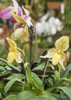 Paphiopedilum concolor, winter December