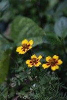 Tagetes patula 'Nana petite Marietta' marigold