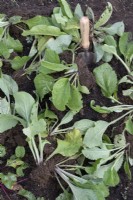 Digitalis purpurea - Self seeded Foxglove plants been dug up for replanting