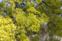 Acer platanoides - Norway Maple flowers closeup in early spring