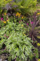 Hosta, pink Cuphea, Cordyline  - Cabbage Palm, yellow Rudbeckia hirta - Black-Eyed Susan, pink Pelargonium - Geranium, Ricinus communis - Castor Bean and Howea forsteriana - Kentia Palm in border in summer.