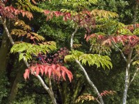 Aralia elata - Japanese Angelica Tree