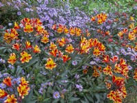 Alstroemeria 'Indian Summer' and Aster laevis 'Arcturus' October Autumn