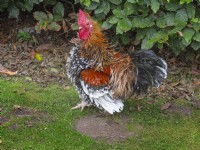 Bantam cockerel free ranging in garden