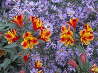 Alstroemeria 'Indian Summer' and Aster laevis 'Arcturus' October Autumn