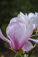 Magnolia 'Forrest's Pink'