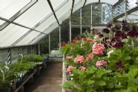 Nursery greenhouse with selection of pelargoniums