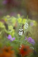 Linaria purpurea 'Springside White' - Toadflax - in a display of stock plants at a nursery