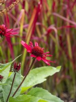 Salsa Red Coneflower
Echinacea 'Balsomsed' growing with Imperata cylindrica