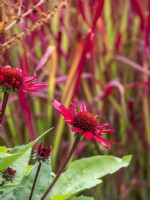 Salsa Red Coneflower
Echinacea 'Balsomsed' growing with Imperata cylindrica