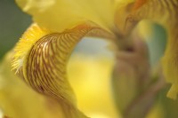 Tall Bearded Iris 'Sepiagold' flowerhead macro, closeup