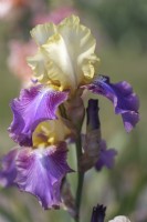 Historic Tall Bearded Iris 'Ballyhoo'
Hybridizer: Keith Keppel, 1968
