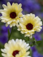 Calendula officinalis 'Snow Princess' - English Marigold - July