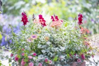 Painted wooden crate planted with Osteospermum, Helichrysum 'Silver', Stipa tenuissima, Geranium Variegated 'Frank Headley', Antirrhinum 'Rose Pink', Calibrachoa 'Can Can Double Apricot' and Dichondra 'Silver Falls'