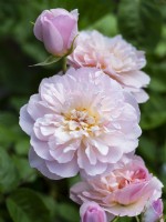 Rosa 'Elizabeth' - English Shrub Rose - June
