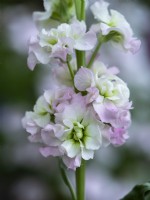 Matthiola incana 'Antique Pink' - Scented Stock - June