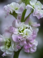 Matthiola incana 'Antique Pink' - Scented Stock - June