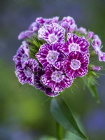 Dianthus barbatus 'Hollandia Purple Crown' - Sweet William - June