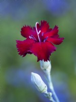 Dianthus caryophyllus 'King of the Blacks' - Carnation - June