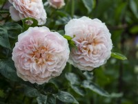 Rosa 'Emily Bronte' - English Shrub Rose - June