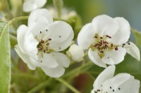 Pyrus communis  'Conference'  Pear blossom  April