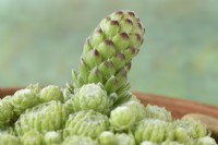 Sempervivum arachnoideum  Cobweb houseleek flower stalk growing in terracotta pot  May
