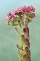 Sempervivum arachnoideum  Cobweb houseleek flowers on flower stalk  June