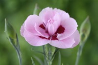 Dianthus  'Baby Doris'  Pink  May
