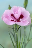 Dianthus  'Baby Doris'  Pink  May
