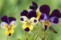 Viola tricolor  Heart's ease  Johnny jump up  April